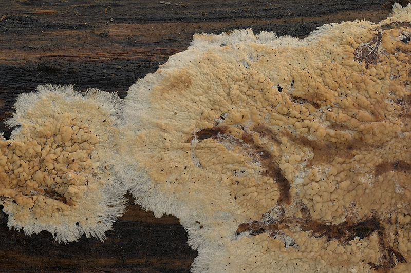 Phanerochaete aff. sanguineocarnosa